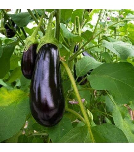 Amazon.com: Slim Purple 茄子種子,每包50 個以上的種子(Isla's Garden
