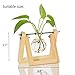 Ivolador Desktop Glass Planter Bulb Vase with Retro Solid Wooden Stand and Metal Swivel Holder for Hydroponics Plants Home Garden Wedding Décorthumb 3