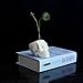 WISH HALLY WOOD Skull White Ceramic Succulent Planter Pots,Skull Pen Holder, Skull Makeup Brush Holder, Pen Holder, Set of 2 inch Tiny Flower Plant Containers (Skull)