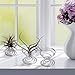 Air Plant Stand Holder – 1PCS Tillandsia Holder Stainless Steel Airplant Container Plant Display Racks, Silverthumb 3