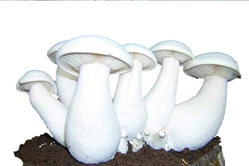 Thanvi Mushroom Milky Mushroom Spawn (Calocybe Indica) (box-350 g) Seed with 100 g Mushroom Cultivation Suppliment
