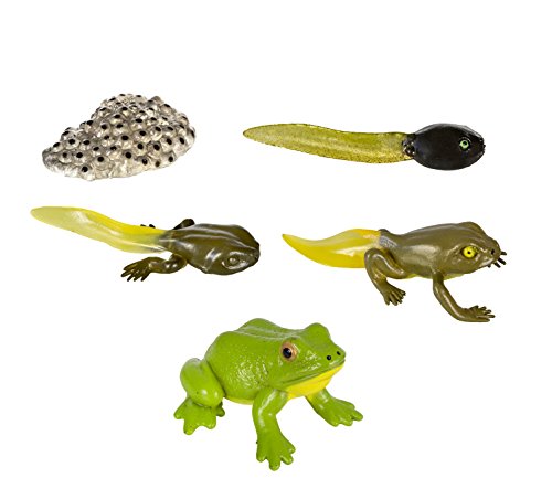 Safari Ltd Life Cycle of a Frog
