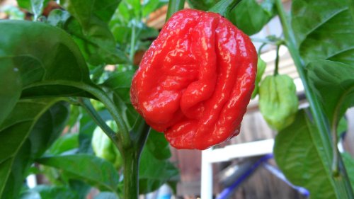 Trinidad 7 Pot Jonah Dried Peppers Trinidad 7 Pot Jonah Dried Peppers