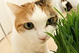 ViviPet Super Combo for Cats - Soil-Free Cat Grass Seeds Only (8 Ounce About 6000+ Seeds)