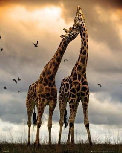 Giraffes Kissing 16"x20" Art Print Poster