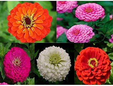 Amazon ジニア花の種パック 造花 オンライン通販