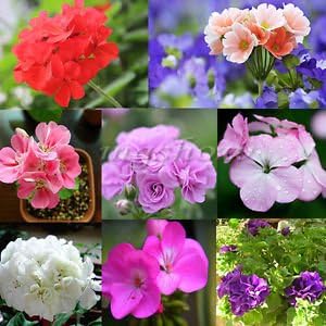 100+ Mixed Geranium Seeds - DH Seeds - UPC0742137106384 - Free Plant Marker Included