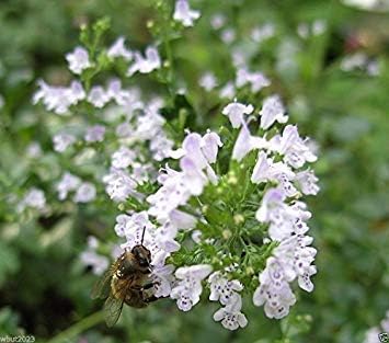 Shoppy Star: 100 Clinopodium nepeta semi, (Nepeta Clinopodium) perenne: Amazon.it: Giardino e giardinaggio