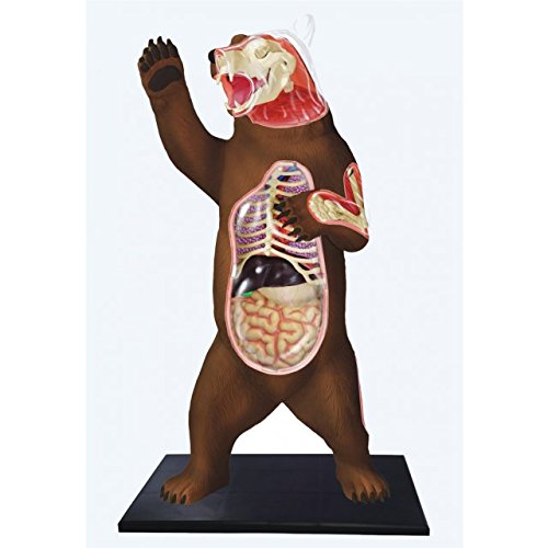 4d master vision bear anatomy model kit, brown