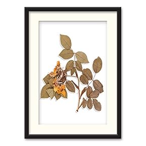 Black Paper Framed Canvas Wall Art for Living Room, Bedroom Simple Beautiful Leaves Canvas Prints for Home Decoration Ready to Hanging - 23x31 inches