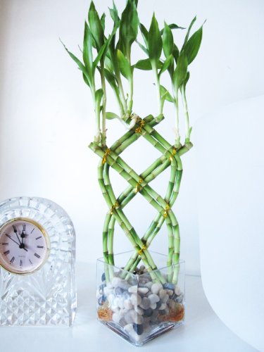 9GreenBox - Live 8 Braided Lucky Bamboo Plant Arrangement w/ Pebble & Vase 9GreenBox - Live 8 Braided Lucky Bamboo Plant Arrangement w/ Pebble & Vase
