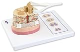 3B Scientific Spinal Cord with