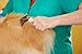 Andis 66050 De-Matting Rake with 10 Blades - Grooming Brush with Safety Edges & Promotes Healthy Skin & Coat - Non-Slip Handle, De-Shedding & Perfect for Long-Haired Breeds, Green, 7.5