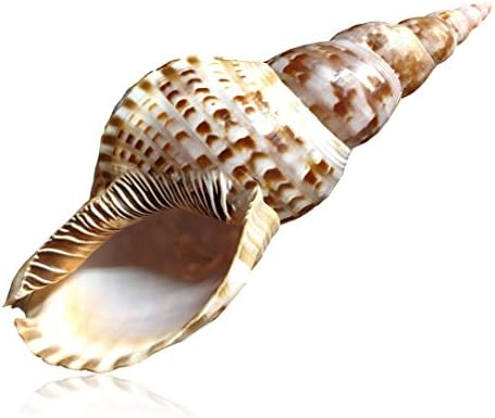 Tumbler Home Large Triton Sea Shell - 8 to 9 inch with Lucite Display Stand - Beach Décor