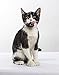 Nulo Indoor Grain Free Dry Cat Food With Bc30 Probiotic (Duck & Lentils Recipe, 12Lb Bag)