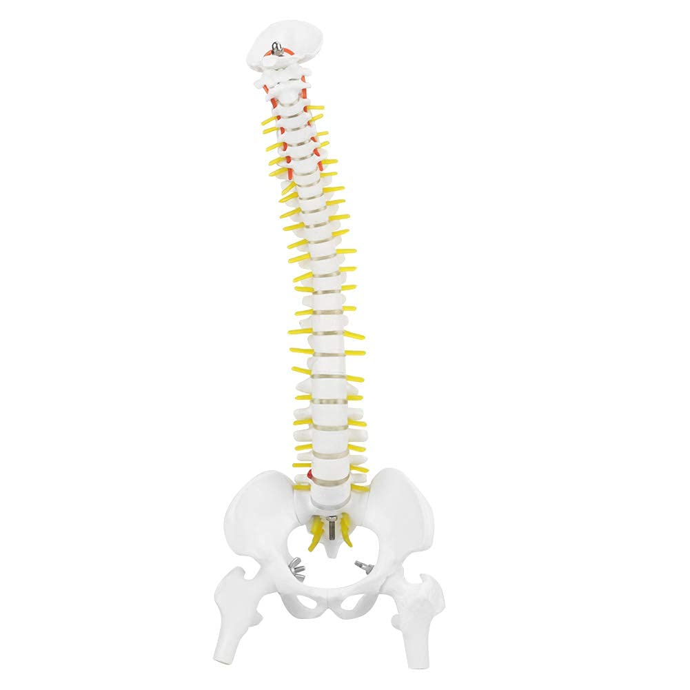 Spine Model Scientific Spinal Cord Model with Stand Removable Flexible Human Spine Model with 5 Rollers 45cm for Skeleton Anatomy Study Teaching