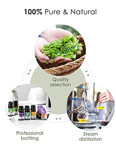 Homasy Aromatherapy Essential Oil Set, 100% Pure Essential Oils Gift Set, Top 6 Natural Essential Fragrance Oil Set for Diffuser, 10ML(Tea Tree, Peppermint, Lavender, Eucalyptus, Lemon Grass, Orange)