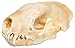 Clear Creek Trading Real Bone Skunk Skull