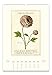Cavallini 2017 Botanica Wall Calendar