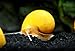 Aquatic Arts 5 Live Gold Mystery Snails Freshwater Aquarium Species/Real Living Glass Fish Tank Clearer | Nano Pets/Natural Decorations