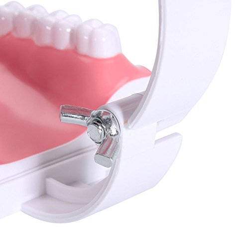Wecando Dental Tooth Brushing Model for Teaching Demo Equipment with Removable Lower Teeth Educational Materials Dentist Tool
