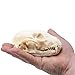 Raccoon Skull- Real Raccoon Skull Taxidermy, Made in The USA, an American Heritage Industries Product