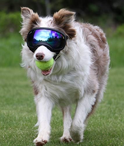 Rex Specs Dog Goggles - Eye Protection for The Active Dog