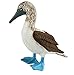 Safari Ltd. Blue Footed Booby – Realistic Hand Painted Toy Figurine Model – Quality Construction from Phthalate, Lead and BPA Free Materials – for Ages 3 and Up