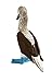 Safari Ltd. Blue Footed Booby – Realistic Hand Painted Toy Figurine Model – Quality Construction from Phthalate, Lead and BPA Free Materials – for Ages 3 and Up