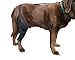 Labra Dog Canine Knee Stifle Brace Wrap, Metal Splint Hinged Flexible Support Brace for K9 ACL, CCL, Luxating Patella, Cruciate Ligament Sprains in Back Hind Leg, Medium - Right Knee, 50-75 lb Dogs
