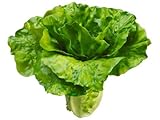 Artificial Fake Faux Lettuce