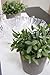 Ikea Artificial Potted Plant, Sage, 9.5 Inch