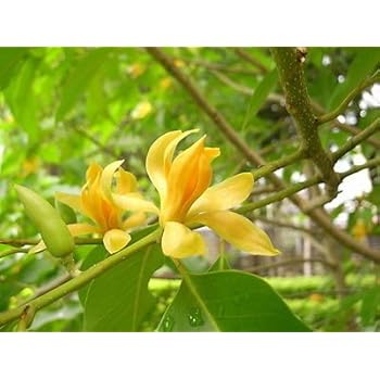 Amazon.com : 9GreenBox - Strong Fragrant Michelia Alba ...