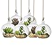 SunGrow Air Plant Glass Orbs
