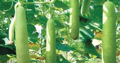 Vikas Hybrid Seeds Pvt Ltd HYBRID BOTTEL GOURD VIKAS-SHARAD 3 GM