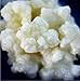 Live Milk Kefir Grains - Live Probiotic Culture Mr. and Mrs. Kefir Instructions