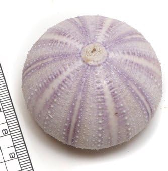 Amazon 貝殻パーツ ムラサキウニ ウーチン 4 5cm 1個 アクセサリーパーツ 通販