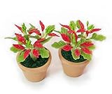The Best Buy 2 of Dollhouse Miniature Christmas /Poinsettia Tree in Terracotta Pot 1:12 Scale