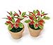 The Best Buy 2 of Dollhouse Miniature Christmas /Poinsettia Tree in Terracotta Pot 1:12 Scale