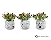 Q me Set of 3 Artificial Potted Chili Plant: Lifelike Looking Green-Leaf Plant in Vintage Mason Jar with 24 Red Chili Peppers for Home or Work Décor or Gift