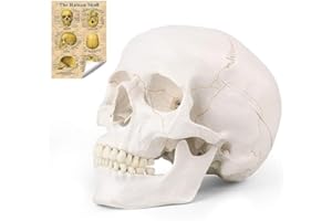 RONTEN Human Skull Anatomical Model with Line, Life Size Skull Medical Model, Head Skull Model with Removable Skull Cap & Detached Mandible and Skull Cap - 3 Parts