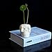WISH HALLY WOOD Skull White Ceramic Succulent Planter Pots,Skull Pen Holder, Skull Makeup Brush Holder, Pen Holder, Set of 2 inch Tiny Flower Plant Containers (Skull)