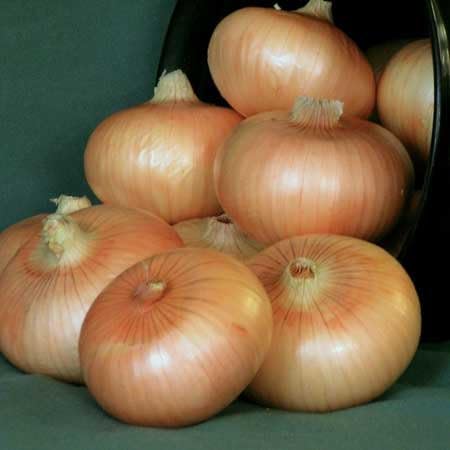 NE Seed Mr. Buck F1 Hybrid Short-Day Granex Onion Seeds for Sweet Onion Production 500 Seeds