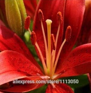 Amazon タイプ14 ユリの種子 安い香水ユリの種子 黄色 白 赤 ピンク 紫 ユリ 花 園芸植物 さまざまな種類の混合100個 花