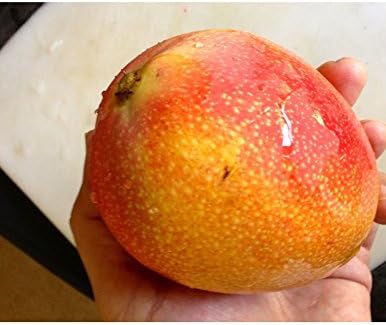 Mango Tree Coconut Cream Patented Variety 3 GAL Grafted 30 T0 48 inch