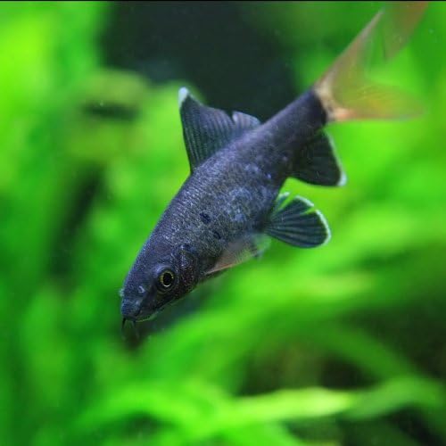 熱帯魚 レッドテールブラックシャーク 約3cm 3匹 生体 B004ykjx00 449円 人気海外一番 100 品質保証 全品送料無料 即日出荷 Sale開催中
