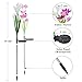 Solar Flower Lights Outdoor, Elfeland Multi-Color Changing Lily Lights LED Solar Garden Lights Upgraded Solar Stake Lights for Path Yard Patio Backyard Decoration(2 Pack,Red and White)