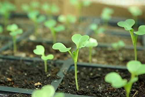Bok Choy (Pak Choi) non-heading Chinese Cabbage, Organic Vegetable.15,000 Seeds - Thumbnail 4