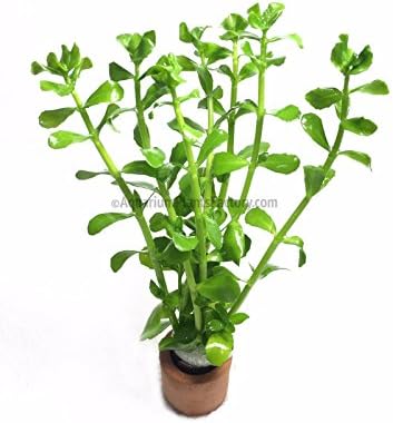 3x Bacopa monnieri 20+ Stems Moneywort Beginner Live Aquarium Plants Java Moss