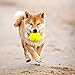 2020 Shiba Inu Calendar 16 Month 12 x 12 Wall Calendar by Bright Day Calendars (Shiba Inu 2019)